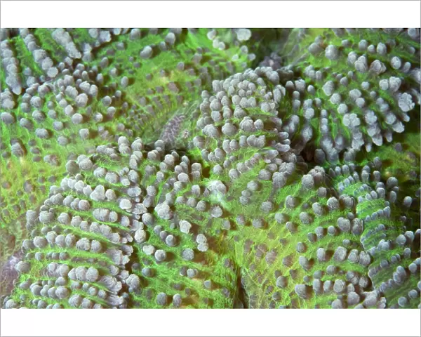 Brain Coral - close up - Indonesia