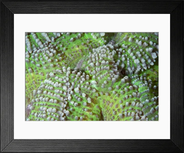 Framed Print : Brain Coral - close up - Indonesia Framed Print : Brain Coral - close up - Indonesia