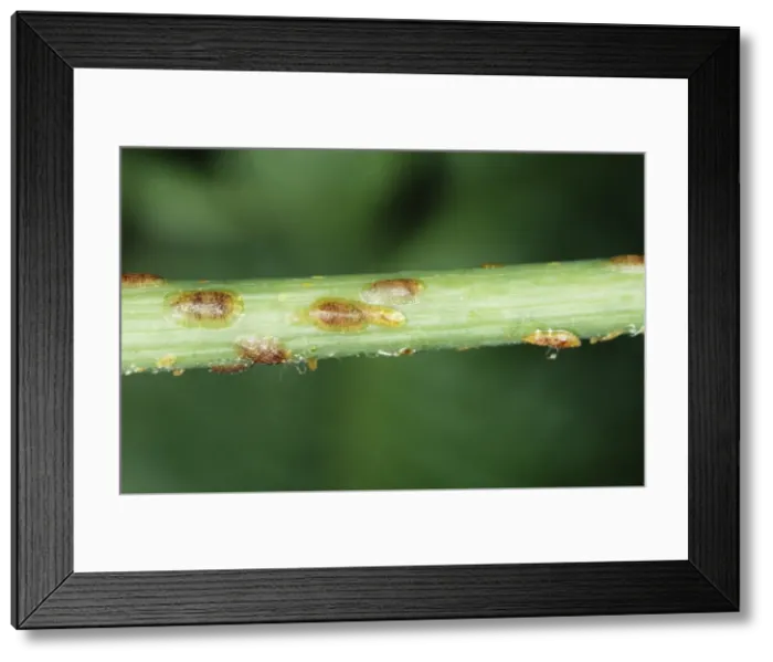 Framed Print : Scale Insects ROG 7916 On Monstera plant, life size. © Bob Gibbons  /  ardea. com