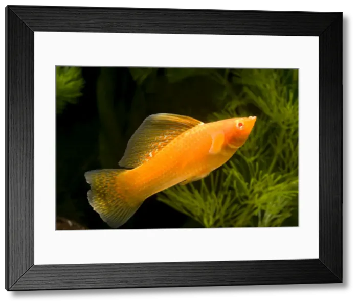 Framed Print : Yucatan Molly Framed Print : Yucatan Molly
