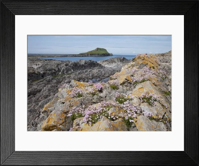Framed Print : Thrift flowers - on rocky outcrops - Worms Head The Gower South Wales UK Framed Print : Thrift flowers - on rocky outcrops - Worms Head The Gower South Wales UK