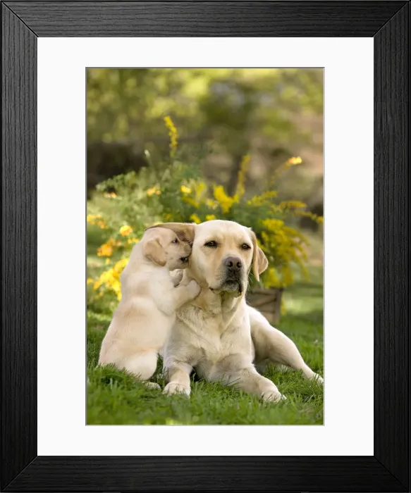 Framed Print : Dog - Yellow Labrador puppy playing with parent Framed Print : Dog - Yellow Labrador puppy playing with parent