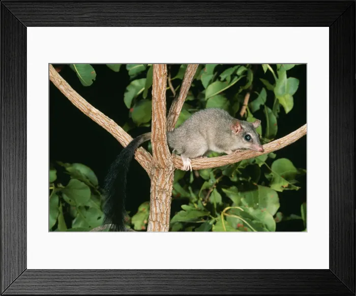 Framed Print : Brush-tailed Phascogale JPF 8167 Female, Australia. Phascogale tapoatafa pirata © Jean-Paul Ferrero / ardea. com Framed Print : Brush-tailed Phascogale JPF 8167 Female, Australia. Phascogale tapoatafa pirata © Jean-Paul Ferrero / ardea. com