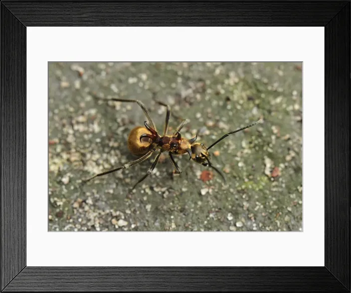 Framed Print : Ants - Tanjung Puting National Park - Kalimantan - Borneo - Indonesia Framed Print : Ants - Tanjung Puting National Park - Kalimantan - Borneo - Indonesia