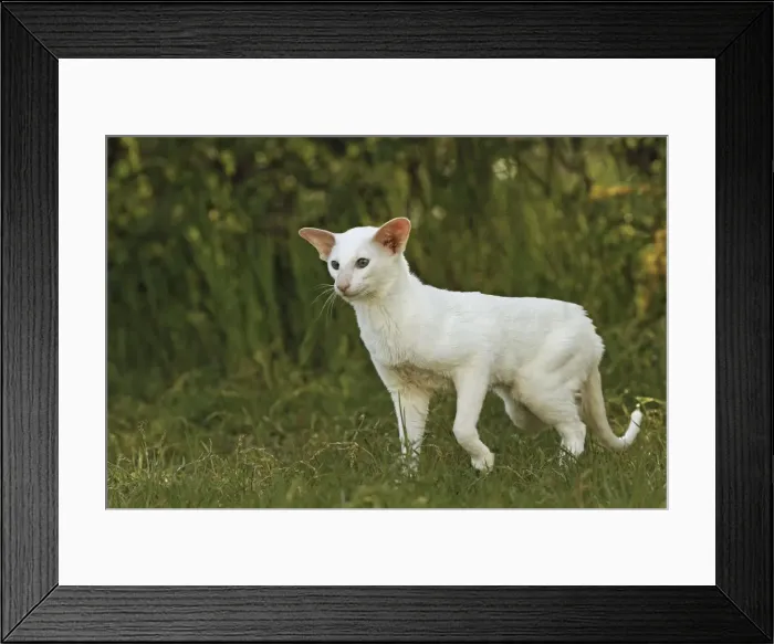 Framed Print : Cat - Siamese