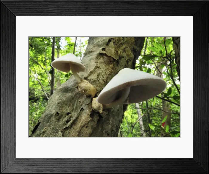 Framed Print : Tree fungi - Ankarana National Park - Northern Madagascar Framed Print : Tree fungi - Ankarana National Park - Northern Madagascar