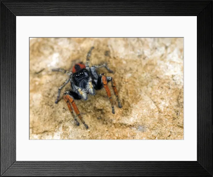 Framed Print : Jumping Spider - male - Italy Framed Print : Jumping Spider - male - Italy