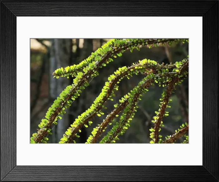Framed Print : Alluaudia spiny plant - Spiny Forest - Berenty Private Reserve - Southern Madagascar Framed Print : Alluaudia spiny plant - Spiny Forest - Berenty Private Reserve - Southern Madagascar
