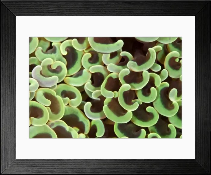 Framed Print : Hammer Coral - Indonesia Framed Print : Hammer Coral - Indonesia