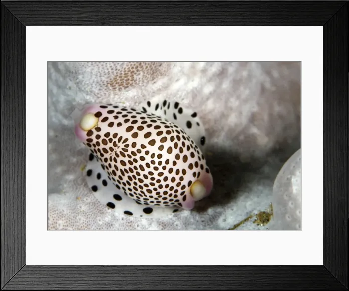 Framed Print : Allied Cowries - Indonesia