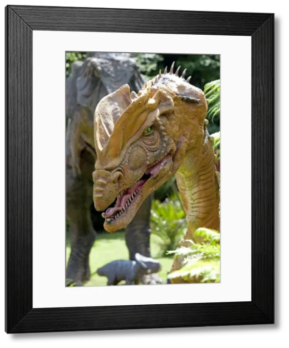 Framed Print : Prehistoric Reconstruction - Head of Dilophosaurus a theropod dinosaur Wildlife Park Combe Martin Devon UK Framed Print : Prehistoric Reconstruction - Head of Dilophosaurus a theropod dinosaur Wildlife Park Combe Martin Devon UK