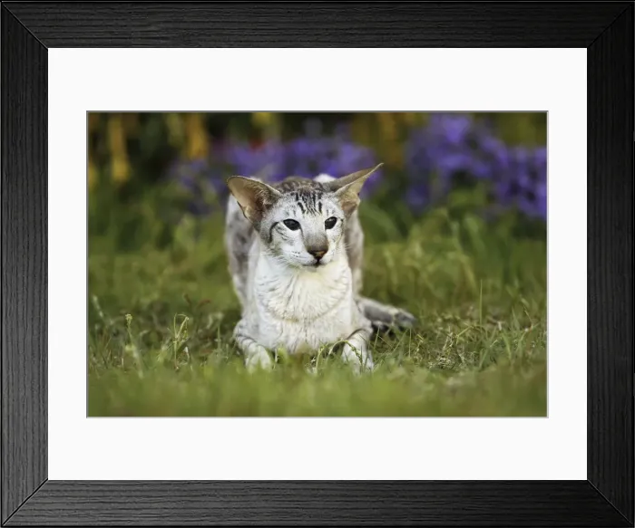 Framed Print : Cat - Siamese Framed Print : Cat - Siamese