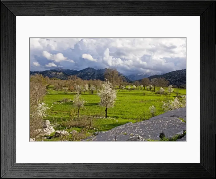 Framed Print : Semi-wild plums in flower near Ibradi, in stormy weather, in the Taurus Mountains, south Turkey Framed Print : Semi-wild plums in flower near Ibradi, in stormy weather, in the Taurus Mountains, south Turkey
