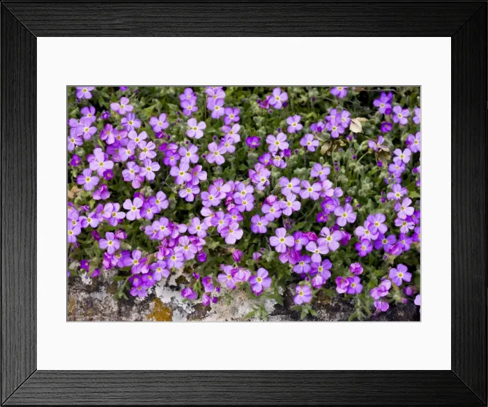 Framed Print : Mass of Aubrietia, Aubrieta deltoidea, in the wild, south Turkey Framed Print : Mass of Aubrietia, Aubrieta deltoidea, in the wild, south Turkey