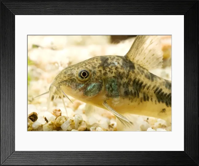 Framed Print : Pepper Cory Framed Print : Pepper Cory