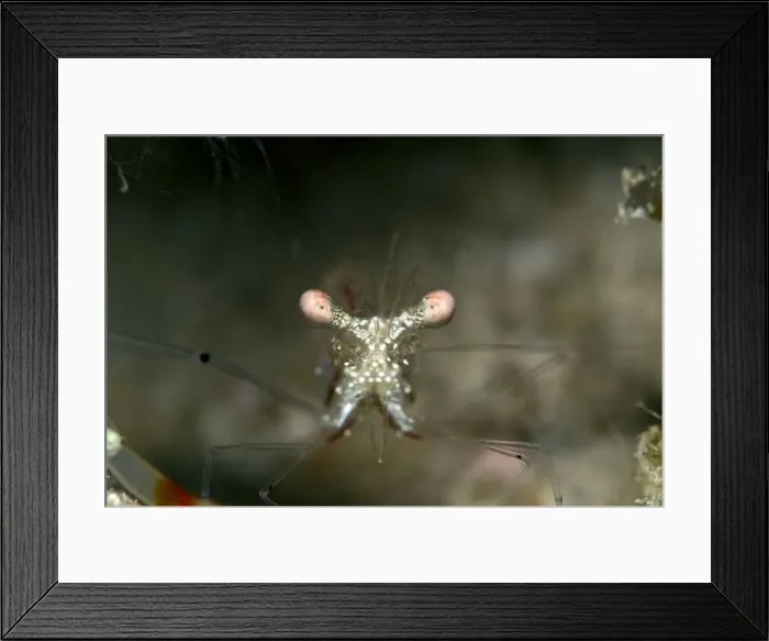 Framed Print : Ghost Shrimp - Maldives Framed Print : Ghost Shrimp - Maldives