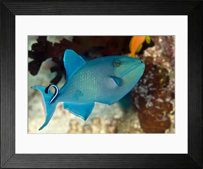 Framed Print : Redtooth / Red-toothed Triggerfish - being cleaned by a Cleaner Wrasse (Labroides dimidiatus) - Maldives Framed Print : Redtooth / Red-toothed Triggerfish - being cleaned by a Cleaner Wrasse (Labroides dimidiatus) - Maldives