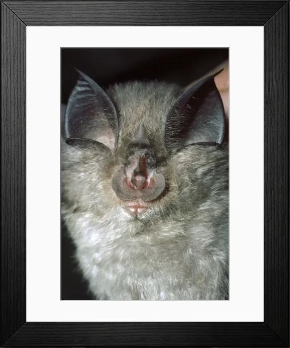 Framed Print : Lesser Horseshoe Bat - showing nose leaf - found in cave areas of England and Wales - also Europe and Africa Framed Print : Lesser Horseshoe Bat - showing nose leaf - found in cave areas of England and Wales - also Europe and Africa