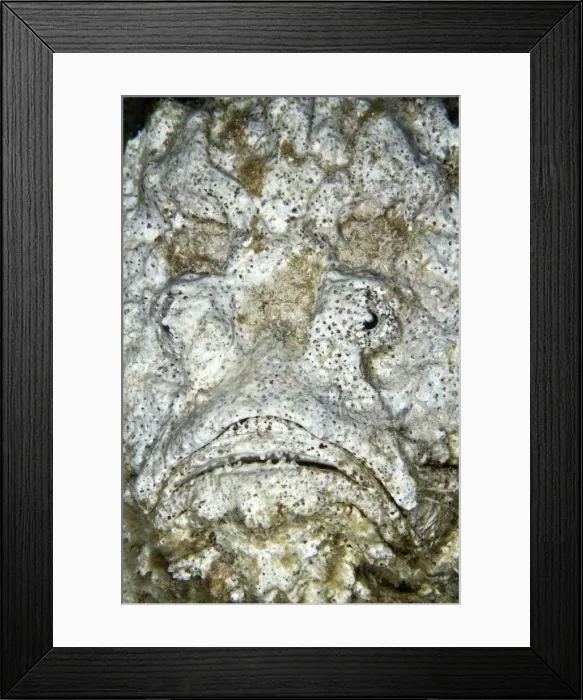 Framed Print : Reef Stonefish - Red Sea Framed Print : Reef Stonefish - Red Sea