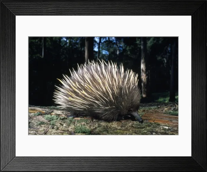 Framed Print : Echidna. PPC-20021. Short-beaked / short-nosed / Spiny ECHIDNA - Also known Framed Print : Echidna. PPC-20021. Short-beaked / short-nosed / Spiny ECHIDNA - Also known