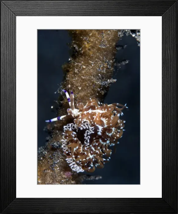 Framed Print : Nudibranch - laying eggs - Indonesia Framed Print : Nudibranch - laying eggs - Indonesia