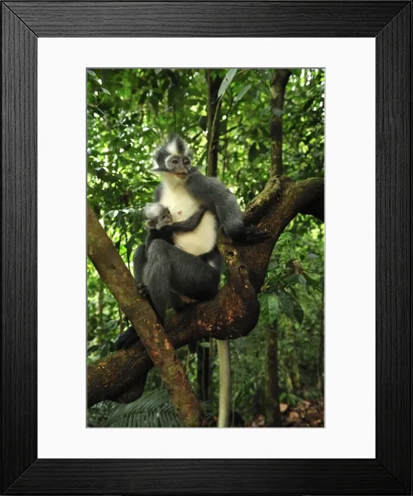 Framed Print : Thomas's Langur / Thomas's Leaf Monkey - mother with baby - Gunung Leuser National Park - Northern Sumatra - Indonesia Framed Print : Thomas's Langur / Thomas's Leaf Monkey - mother with baby - Gunung Leuser National Park - Northern Sumatra - Indonesia