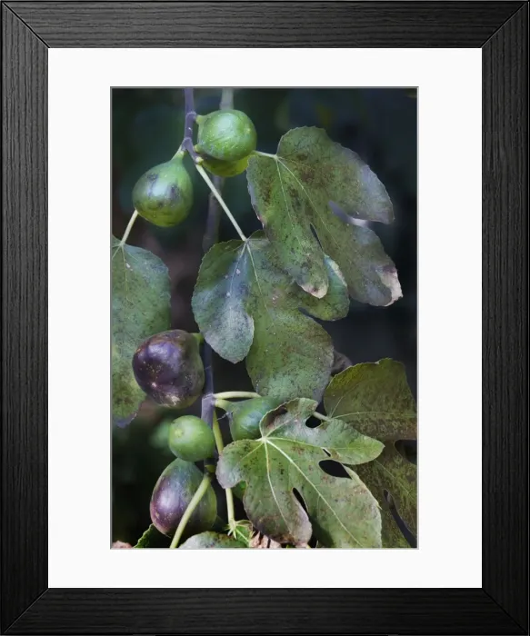 Framed Print : Fig-tree - white fruit Framed Print : Fig-tree - white fruit