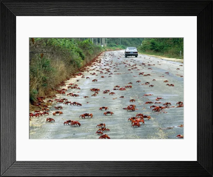 Framed Print : Red Crab - a land crab on road during migration - Christmas Island - Indian Ocean (Australian Territory) Framed Print : Red Crab - a land crab on road during migration - Christmas Island - Indian Ocean (Australian Territory)