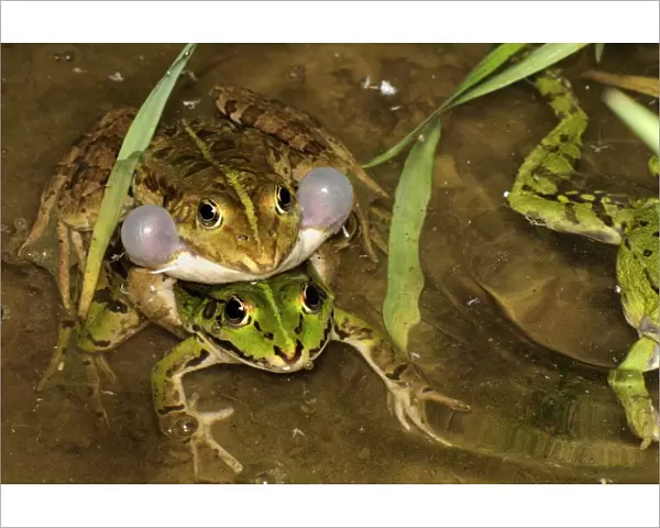 Edible Frog - amplexus - calling - Switzerland