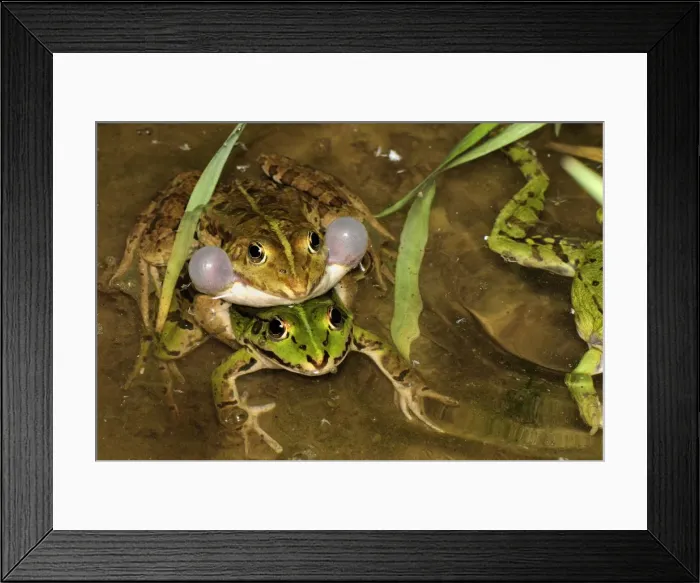 Framed Print : Edible Frog - amplexus - calling - Switzerland Framed Print : Edible Frog - amplexus - calling - Switzerland