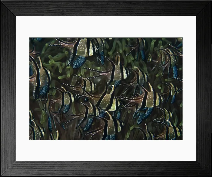 Framed Print : Banggai Cardinalfish - school - Indonesia Framed Print : Banggai Cardinalfish - school - Indonesia