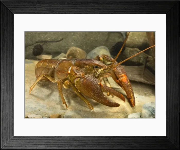 Framed Print : Freshwater White-clawed Crayfish - Tuscany - Italy Framed Print : Freshwater White-clawed Crayfish - Tuscany - Italy