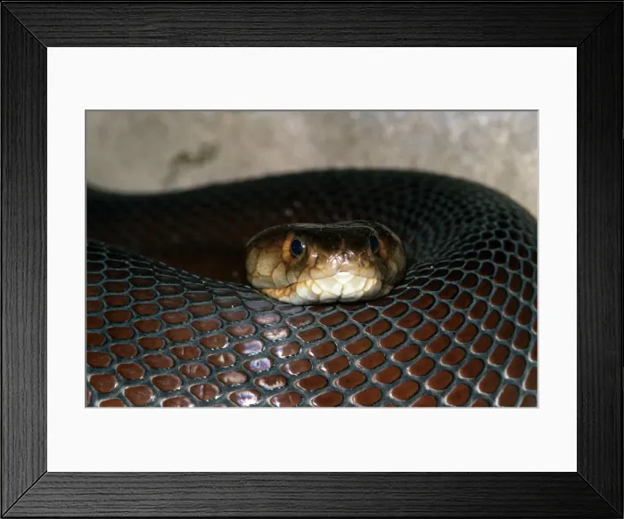 Framed Print : Mozambique Spitting Cobra Framed Print : Mozambique Spitting Cobra