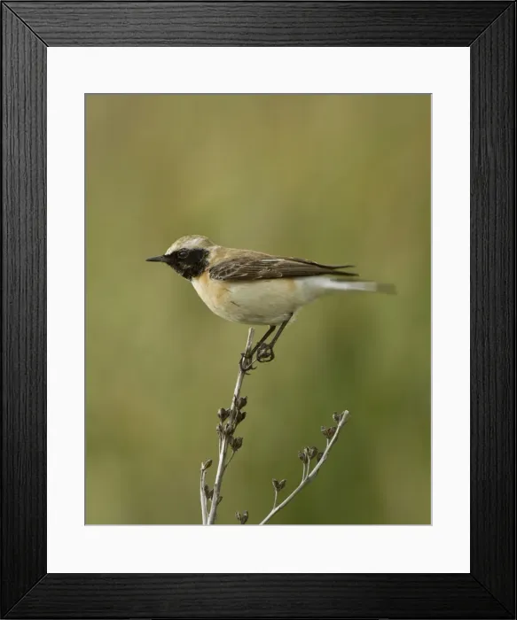 Framed Print : Eastern Black-eared Wheatear - female - Cyprus - April Framed Print : Eastern Black-eared Wheatear - female - Cyprus - April