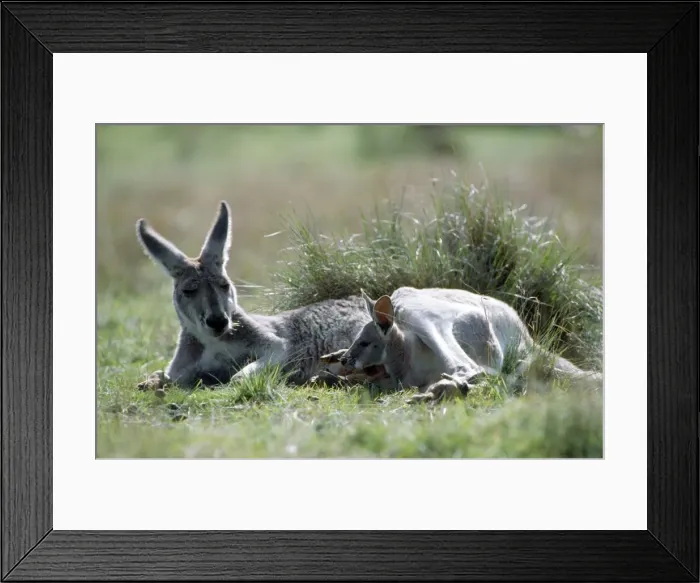 Framed Print : Red Kangaroo - female blue flyer & joey Framed Print : Red Kangaroo - female blue flyer & joey