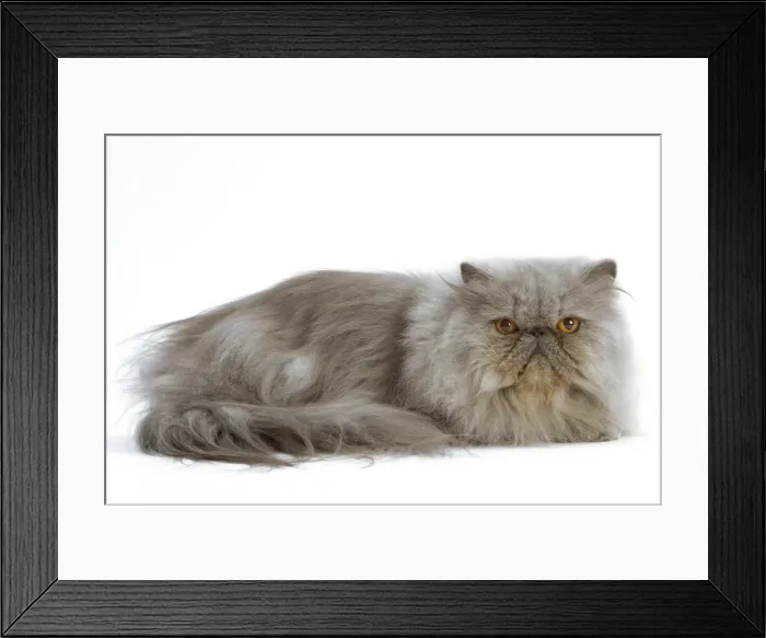 Framed Print : Cat - Persian Blue Framed Print : Cat - Persian Blue