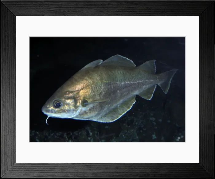 Framed Print : Bib  /  Pout - North Sea and eastern North Atlantic coasts, also Newfoundland to Massachusets