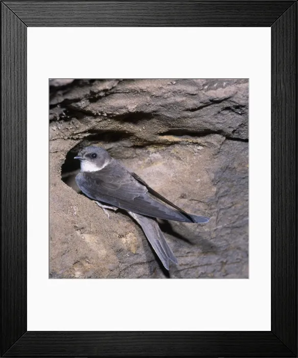 Framed Print : Sand Martin - at nest Framed Print : Sand Martin - at nest