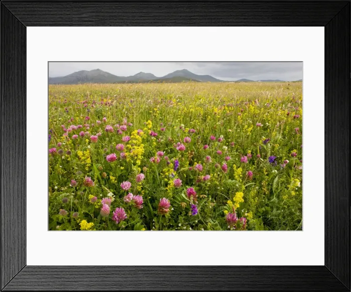 Framed Print : Intensely flowery Machair with red clover, ladies bedstraw etc at Stilligarry (Stadhlaigearraidh), with Ben More beyond; on the west coast of South Uist, Outer Hebrides, Scotland Framed Print : Intensely flowery Machair with red clover, ladies bedstraw etc at Stilligarry (Stadhlaigearraidh), with Ben More beyond; on the west coast of South Uist, Outer Hebrides, Scotland