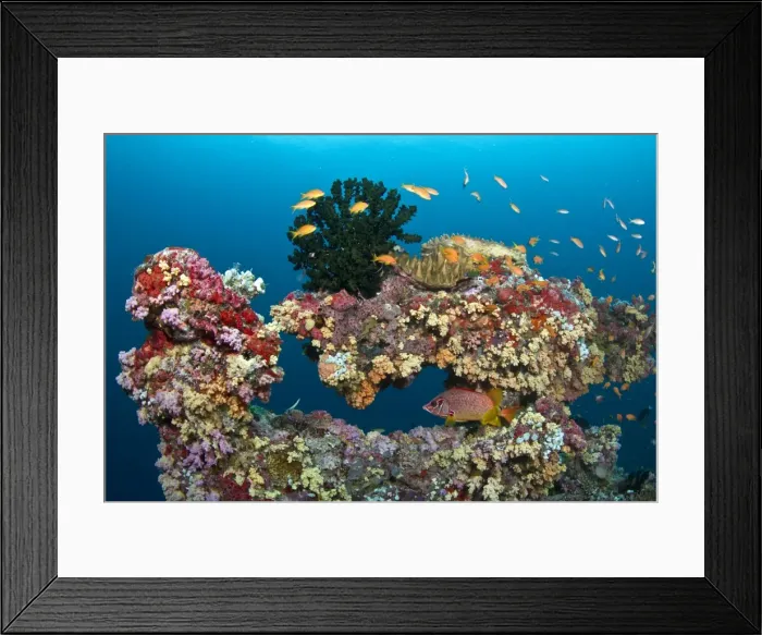 Framed Print : Colorful Marine Sponges and Soft Corals (Dendronephthya sp) - Kunavashi - Felidhoo Atoll - Maldives Framed Print : Colorful Marine Sponges and Soft Corals (Dendronephthya sp) - Kunavashi - Felidhoo Atoll - Maldives