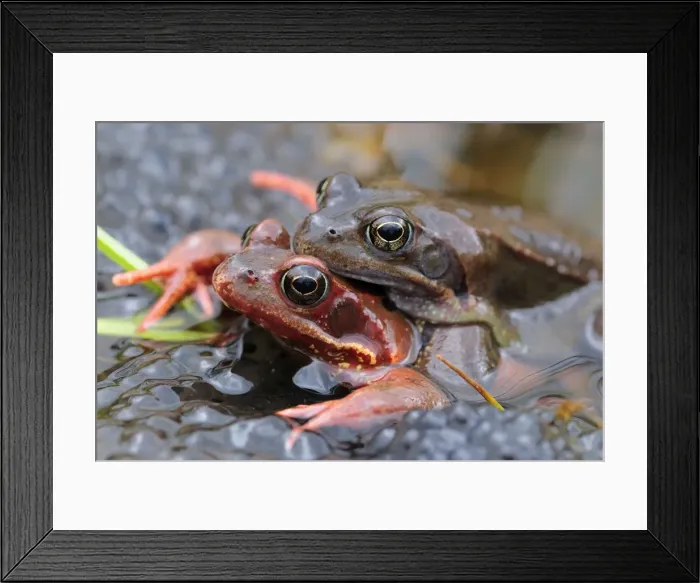 Framed Print : European Common Frog - amplexus with spawn - Switzerland Framed Print : European Common Frog - amplexus with spawn - Switzerland