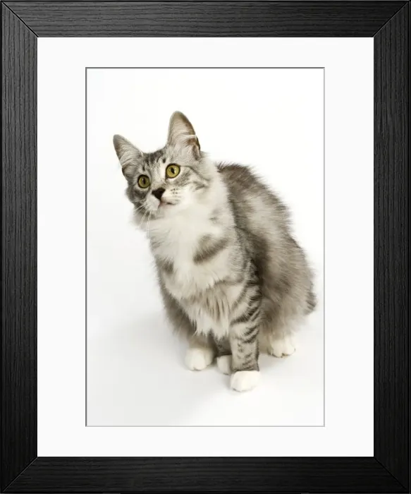Framed Print : Cat - Norwegian Silver Tabby Framed Print : Cat - Norwegian Silver Tabby
