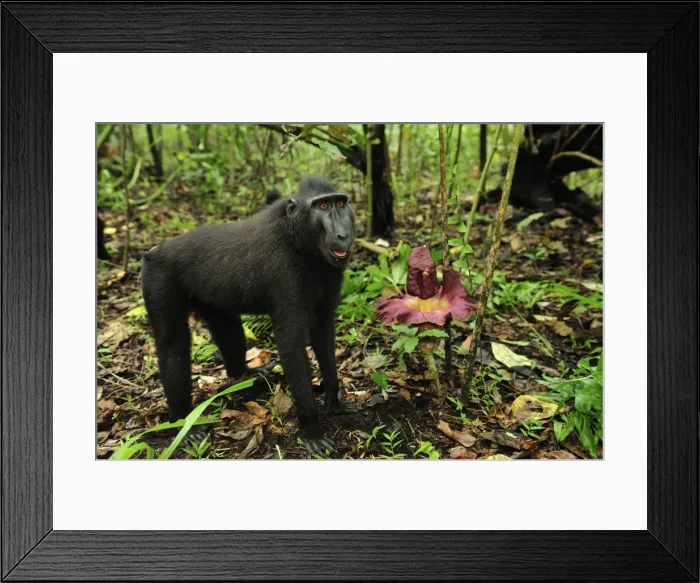 Framed Print : Celebes Crested Macaque / Crested Black Macaque / Sulawesi Crested Macaque / Black Ape - by Amorphophallus sp. flower - Tangkoko Nature Reserve - North Sulawesi - Indonesia Framed Print : Celebes Crested Macaque / Crested Black Macaque / Sulawesi Crested Macaque / Black Ape - by Amorphophallus sp. flower - Tangkoko Nature Reserve - North Sulawesi - Indonesia