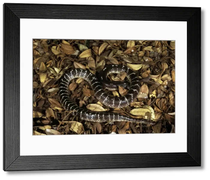 Framed Print : Common Krait Snake - India Framed Print : Common Krait Snake - India