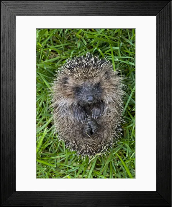 Framed Print : Hedgehog - rolled up Framed Print : Hedgehog - rolled up