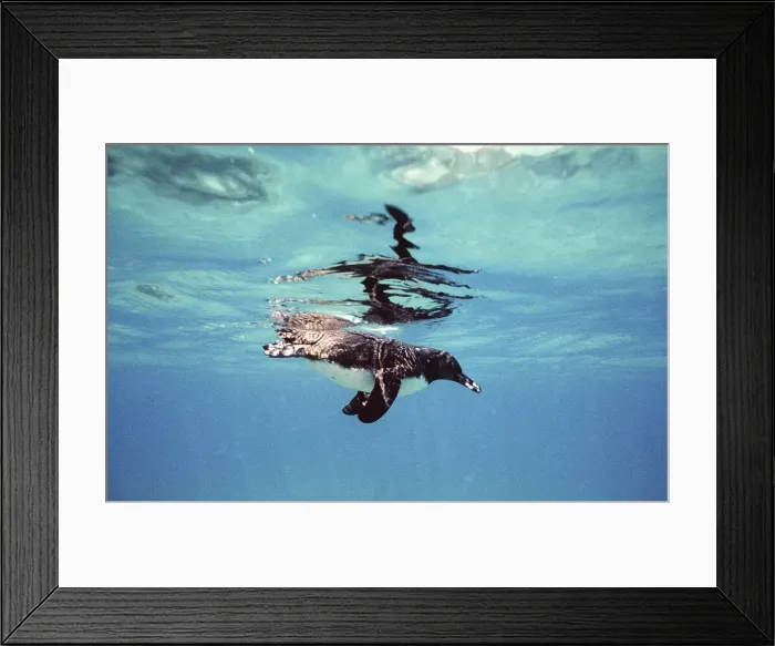 Framed Print : Galapagos Penguin swimming underwater - Galapagos Islands AU-1283 Framed Print : Galapagos Penguin swimming underwater - Galapagos Islands AU-1283