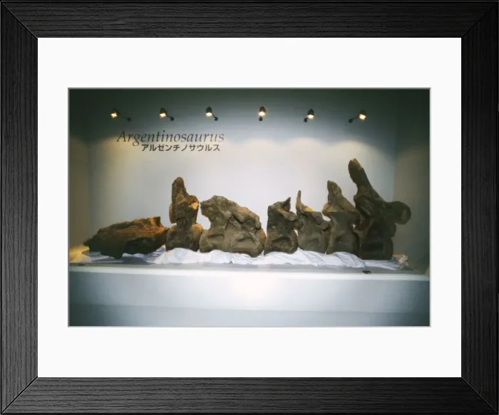 Framed Print : Argentinosaurus Dinosaur - vertebrae skeleton, Sauropod Dinosaur South America, Argentina Framed Print : Argentinosaurus Dinosaur - vertebrae skeleton, Sauropod Dinosaur South America, Argentina