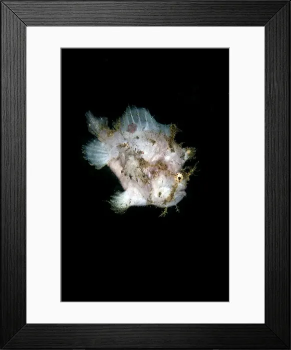 Framed Print : Spot Fin Frogfish - Indonesia Framed Print : Spot Fin Frogfish - Indonesia