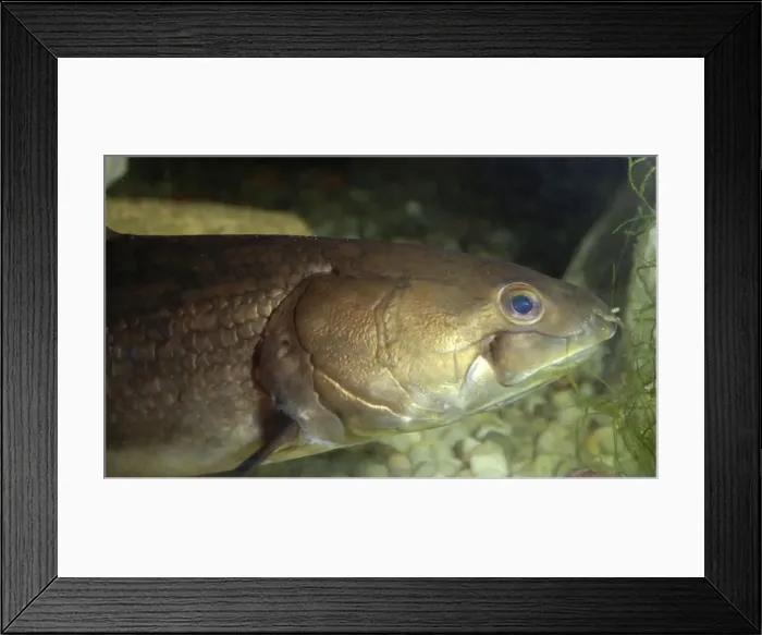 Framed Print : Bowfin - a very ancient type of bony fish - freshwaters - North America Framed Print : Bowfin - a very ancient type of bony fish - freshwaters - North America