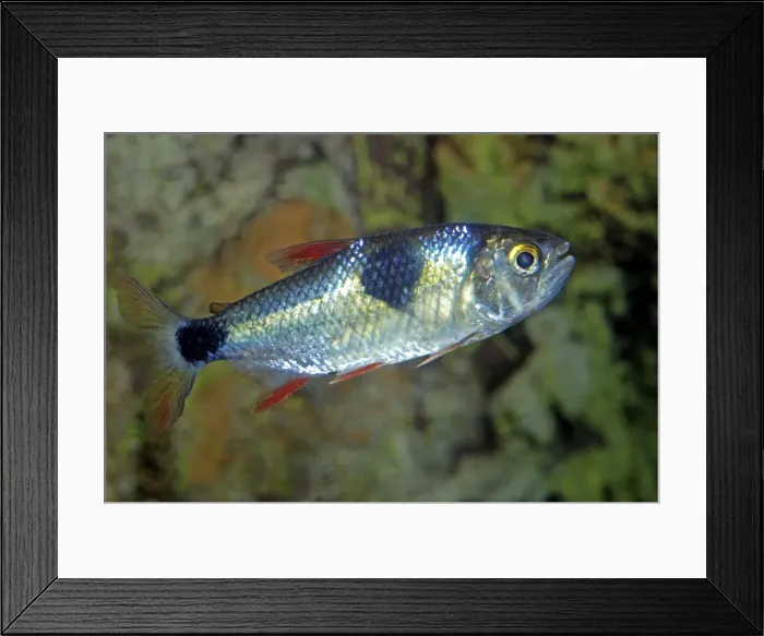 Framed Print : Bucktooth Tetra - Amazon Framed Print : Bucktooth Tetra - Amazon